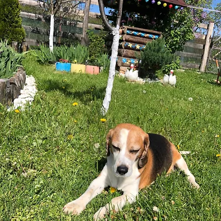 Ollie Retezat Σπίτι διακοπών *